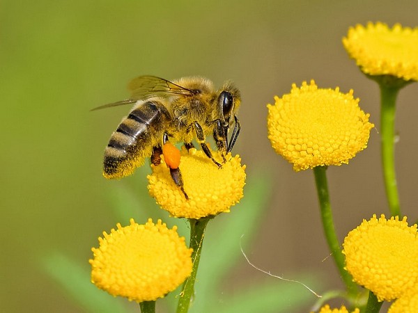 Nằm mơ thấy con ong số mấy, đánh con gì dễ trúng giải độc đắc?