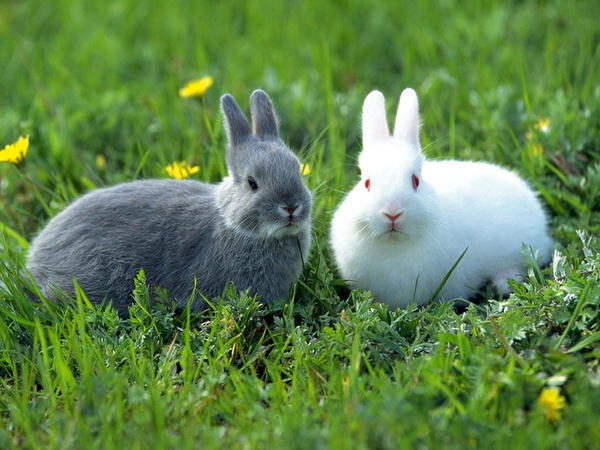 Con thỏ số mấy? Chiêm bao mơ thấy thỏ báo điềm tốt hay xấu?