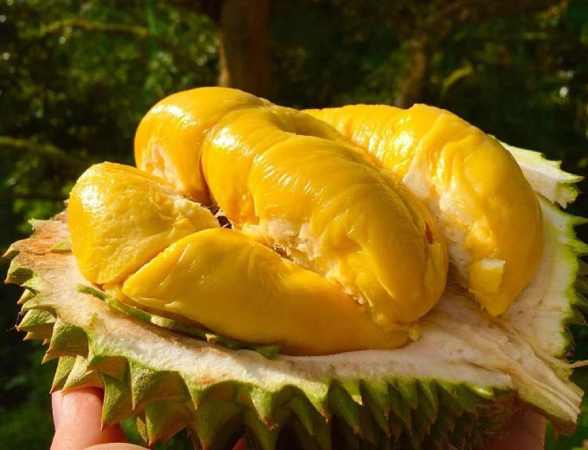 Mơ thấy quả sầu riêng