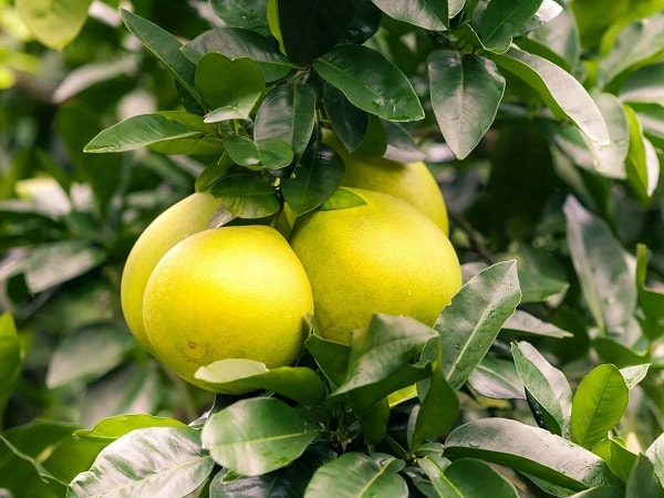 Tìm hiểu ý nghĩa giấc mơ thấy quả bưởi dự báo hên hay xui sắp tới?