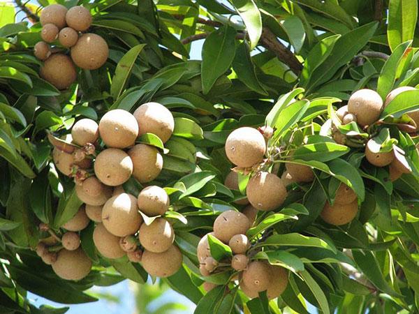 Nằm mơ thấy quả hồng xiêm