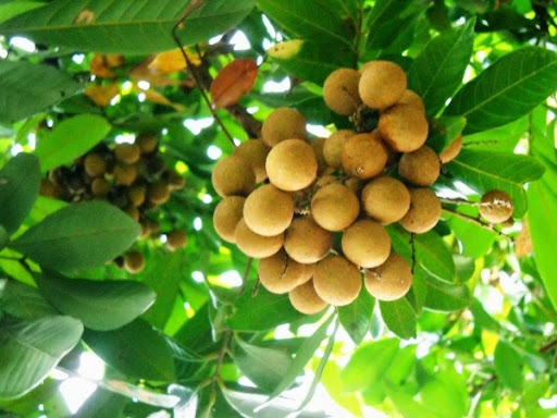 Ý nghĩa của việc nhìn thấy cây nhãn