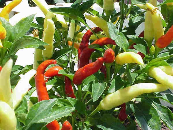 Nhìn thấy cây ớt mua vé số con gì may mắn