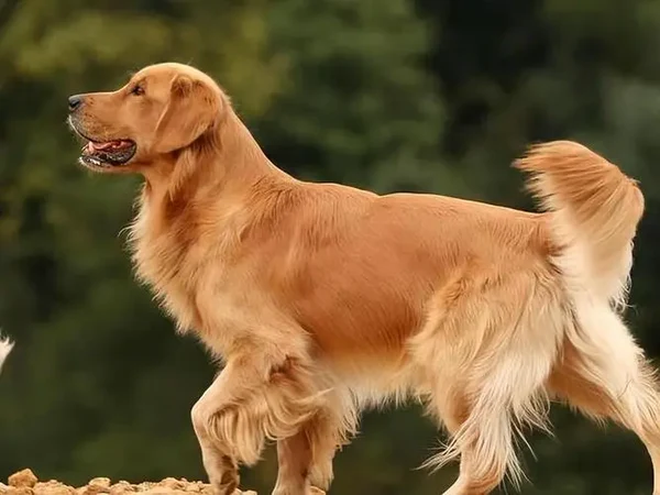 Đi đường trông thấy chó vàng báo hiệu cát tinh sắp tới?