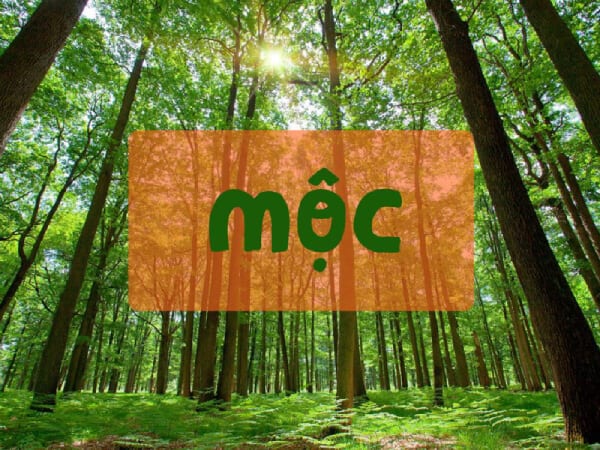 Những con số hợp mệnh Mộc 2002 theo thần số học