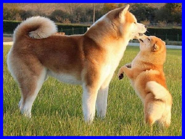 Nằm mơ thấy chó vàng có con số gì may mắn