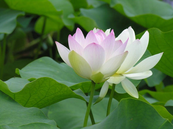Nằm mơ thấy hoa sen báo hiệu điều gì tương lai?
