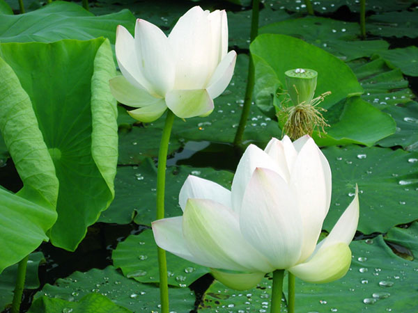 Nằm mơ thấy hoa sen báo hiệu điều gì tương lai?