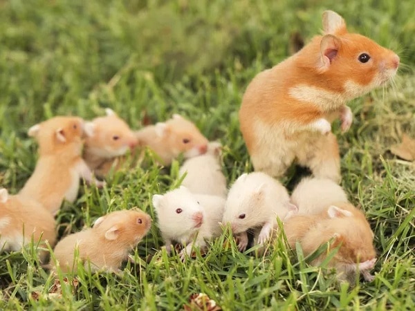 Mơ thấy đàn chuột là điềm báo xui rủi hay may mắn tới?