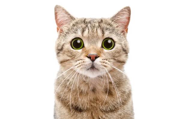 Giải mã con số phát tài tuổi Đinh Mão ngày 27/7/2025?