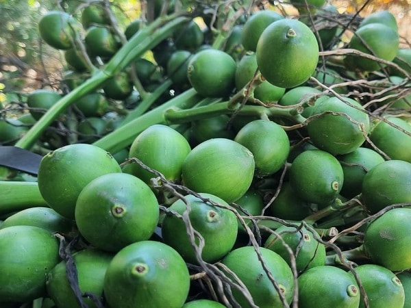 Bật mí thông điệp đặc biệt từ giấc mơ thấy quả cau