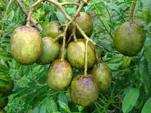 Mơ thấy người khác tặng bạn quả cóc