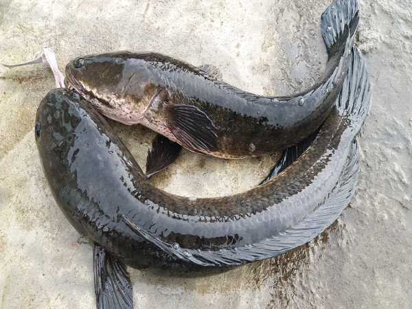 Nằm mộng thấy nhiều cá chuối