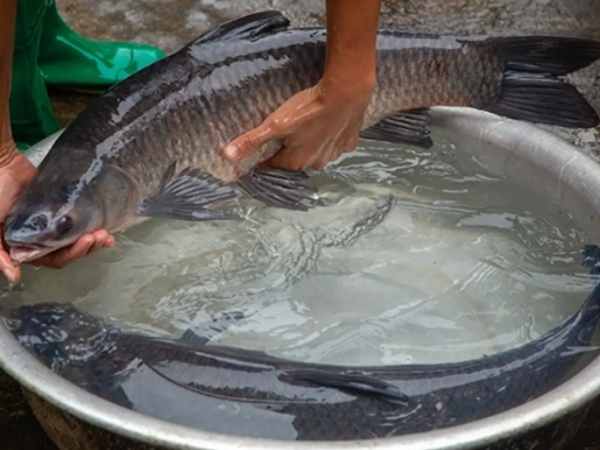 Mơ thấy cá trắm đen là điềm báo phúc lộc hay tai họa?