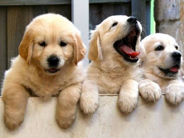 Nằm mơ thấy chó để thường mang tới tín hiệu gì?