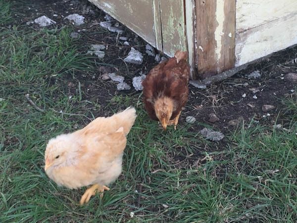 Mộng thấy 2 con gà trong chuồng