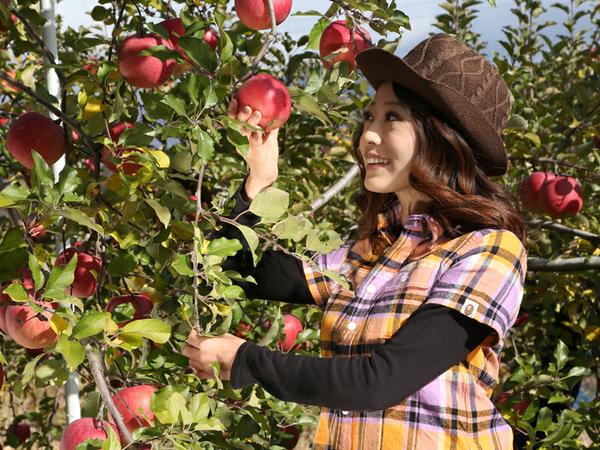 Giải mã ý nghĩa giấc mơ thấy hái trái cây báo điềm gì?