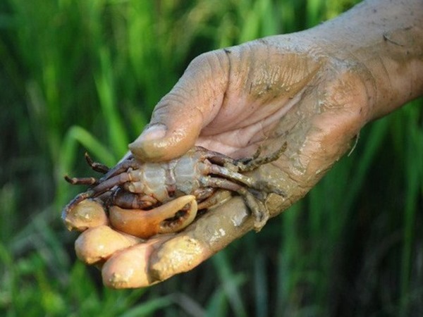 Nằm mơ thấy đi bắt cua đồng có điềm báo gì?