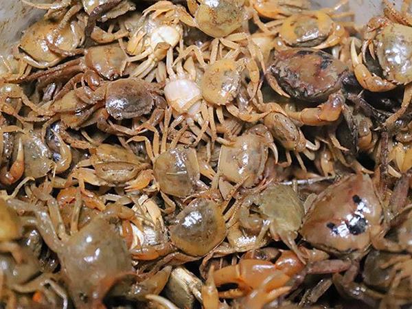 Nằm mơ thấy đi bắt cua đồng có điềm báo gì?