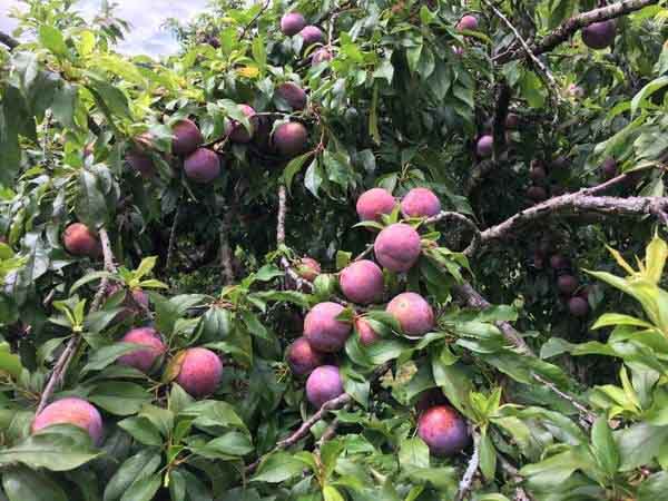 Ngủ mơ thấy cây mận mọc trong vườn nhà mình