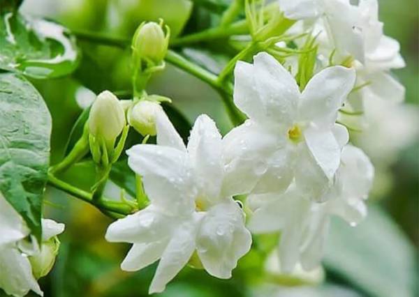 Giấc mơ thấy hoa màu trắng tiết lộ vận may ra sao?