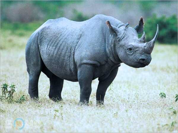 Mơ thấy con tê giác đang kiếm ăn