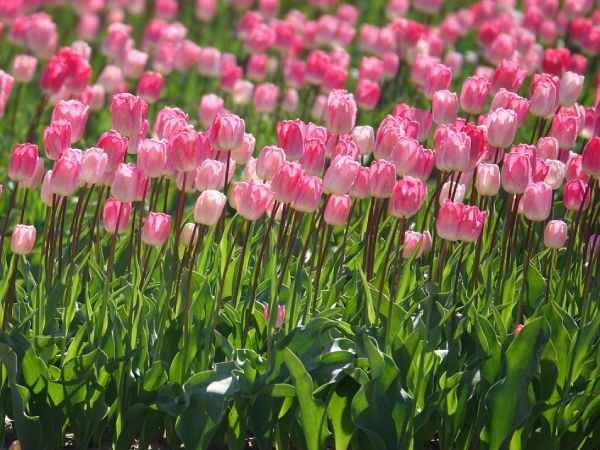 Ngủ mơ thấy hoa tulip là điềm báo may mắn hay xui xẻo?