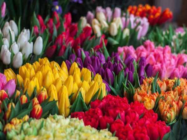 Mơ thấy hoa tulip màu đỏ