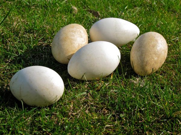 Nằm mơ thấy trứng ngỗng mang ý nghĩa điềm báo gì?