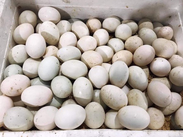 Nằm mơ thấy trứng vịt có điềm báo may mắn hay xui xẻo?