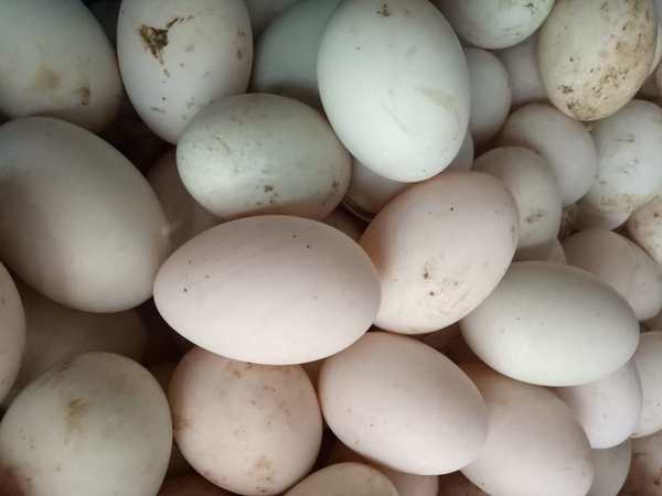 Nằm mơ thấy trứng vịt có điềm báo may mắn hay xui xẻo?