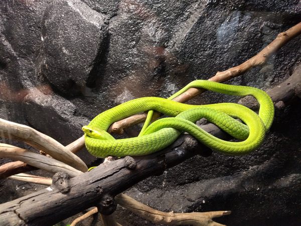 Hé lộ nằm mơ thấy rắn lục xanh là điềm gì, may hay rủi?