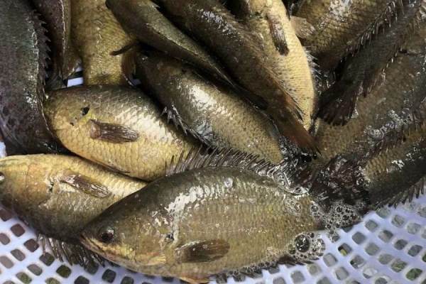 Mơ thấy cá rô có phải điềm báo liên quan đến sự nghiệp?