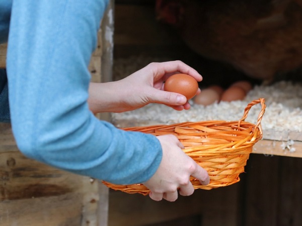 Hé lộ bí mật thú vị ẩn sau giấc mơ thấy nhặt được trứng