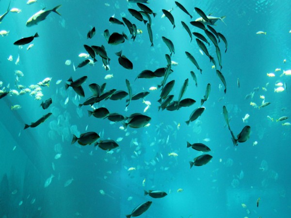 Ngủ mơ thấy nhiều cá bị bắt