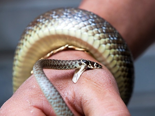 Nằm mơ thấy mình bị rắn cắn ẩn ý điều gì, dữ hay lành?