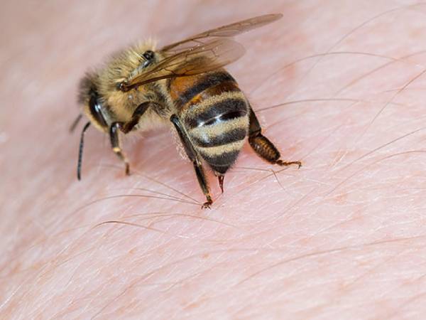 Phân tích ý nghĩa giấc mơ thấy bị ong đốt là điềm tốt hay xấu?