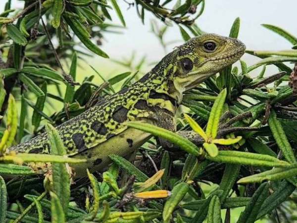 Con kỳ nhông là con gì? con kỳ nhông số mấy