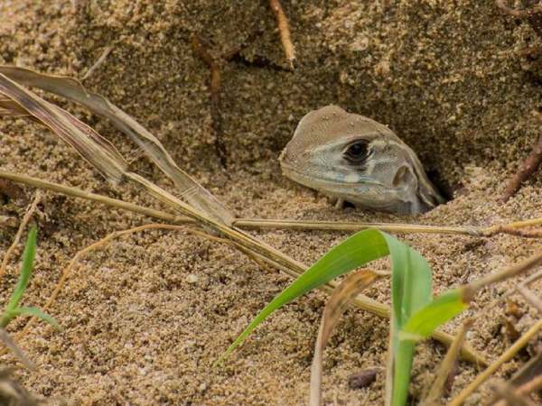 Ý nghĩa con kỳ nhông trong dân gian Ý nghĩa con kỳ nhông trong dân gian
