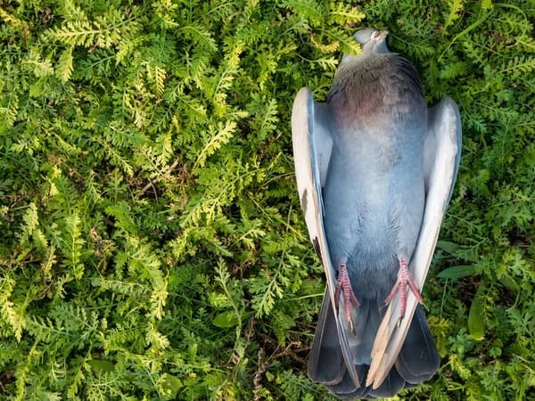 Lý giải nằm mơ thấy chim chết là điềm gì, con gì may mắn?