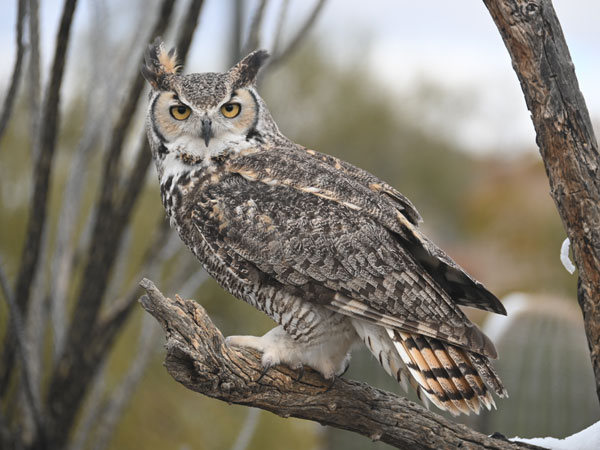 Giải mã ý nghĩa nằm mơ thấy chim cú mèo số gì may mắn?