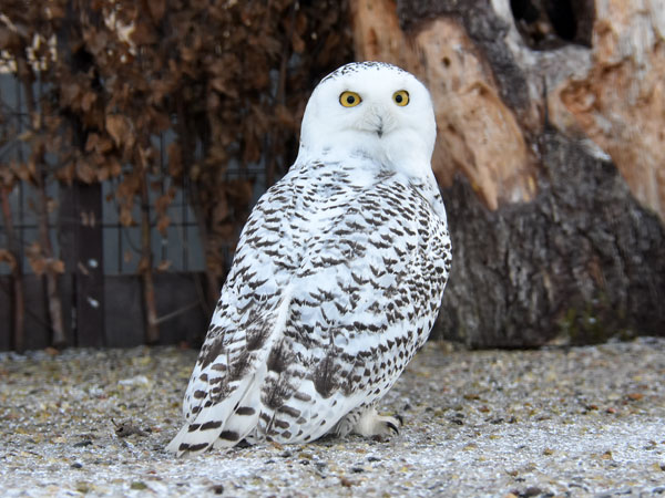 Giải mã ý nghĩa nằm mơ thấy chim cú mèo số gì may mắn?