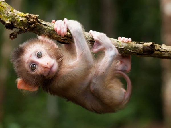 Nằm mơ thấy khỉ con có ý nghĩa gì và con số may liên quan