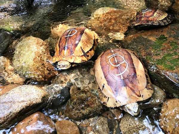 Nằm mơ thấy rùa vàng có con gì may mắn mang ý nghĩa gì