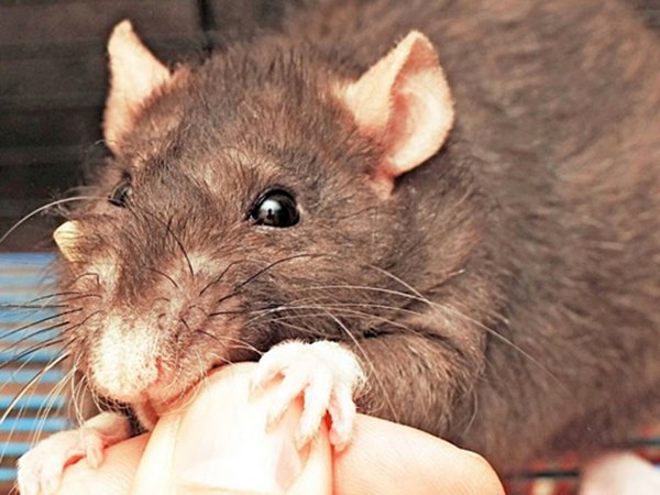 Nằm mơ thấy chuột cắn là điềm gì, con số gì chuẩn xác?